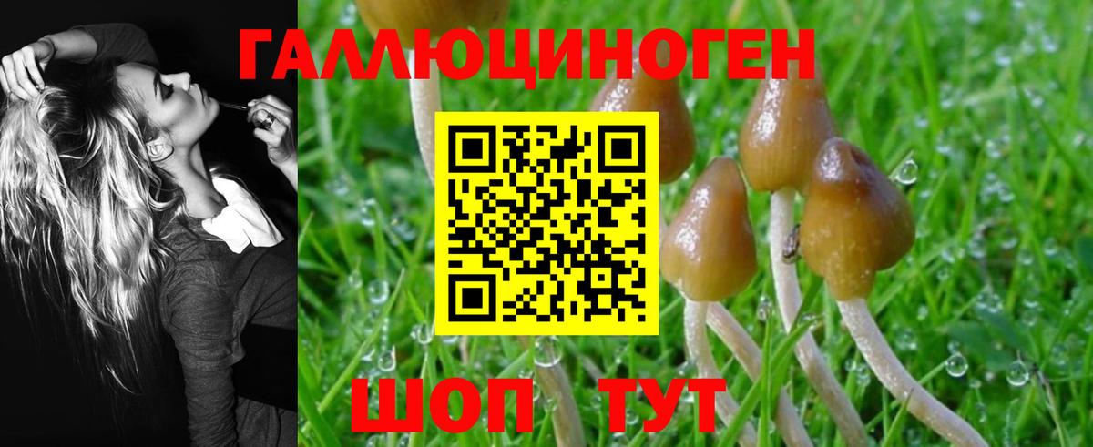 Галлюциногенные грибы Psilocybine cubensis Пугачёв